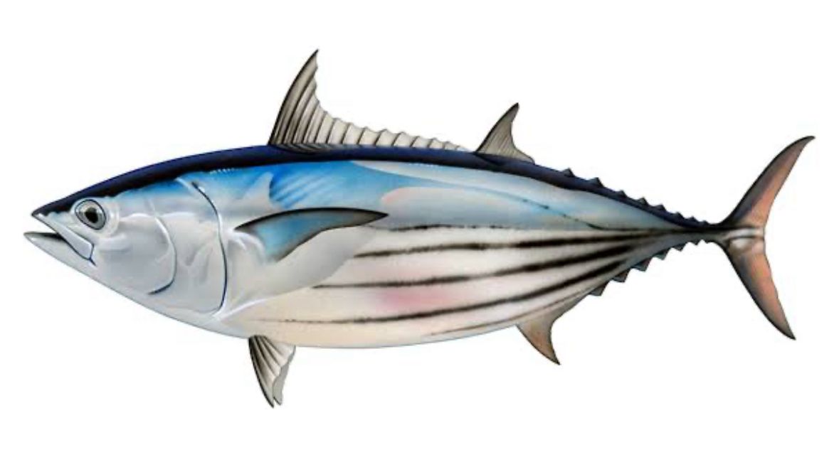 Tonno Skipjack