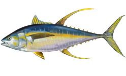 Tonno Yellowfin